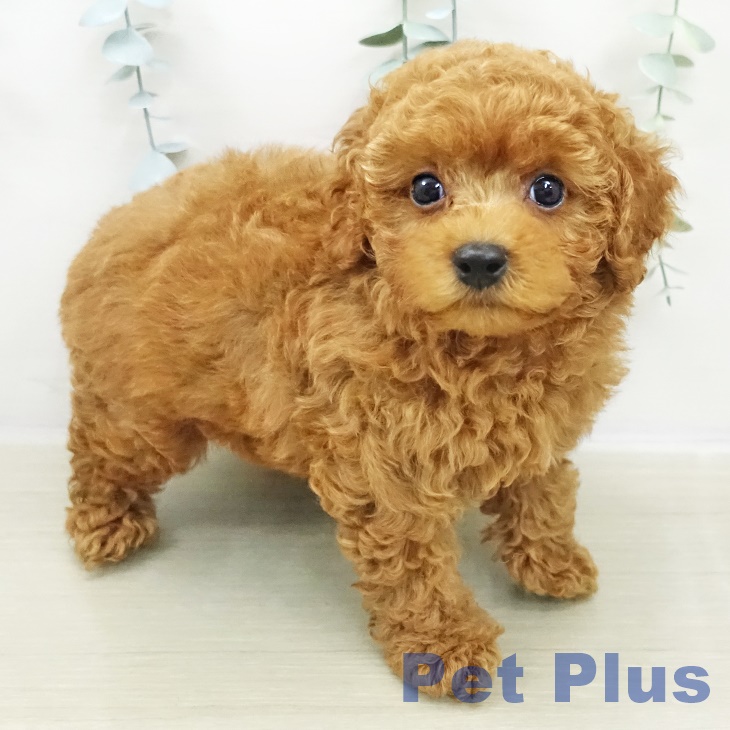 トイ・プードル