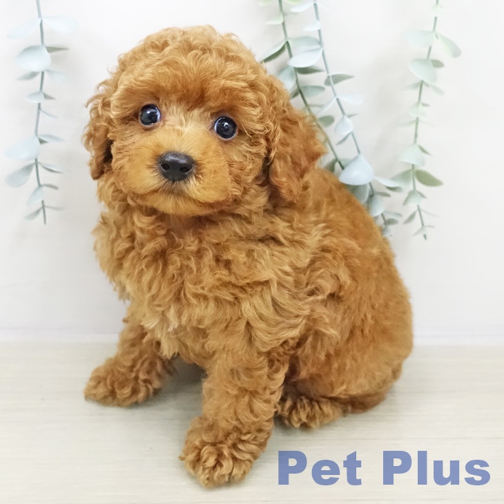 トイ・プードル