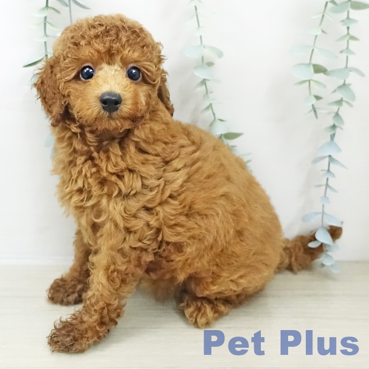 トイ・プードル