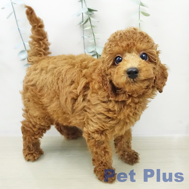 トイ・プードルの写真2