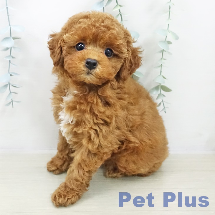 トイ・プードル