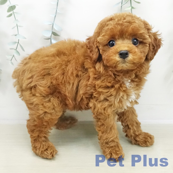 トイ・プードル