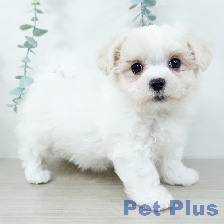 マルチーズの写真2