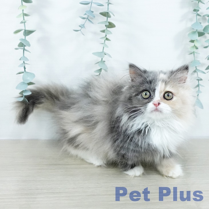 ミヌエットの写真2