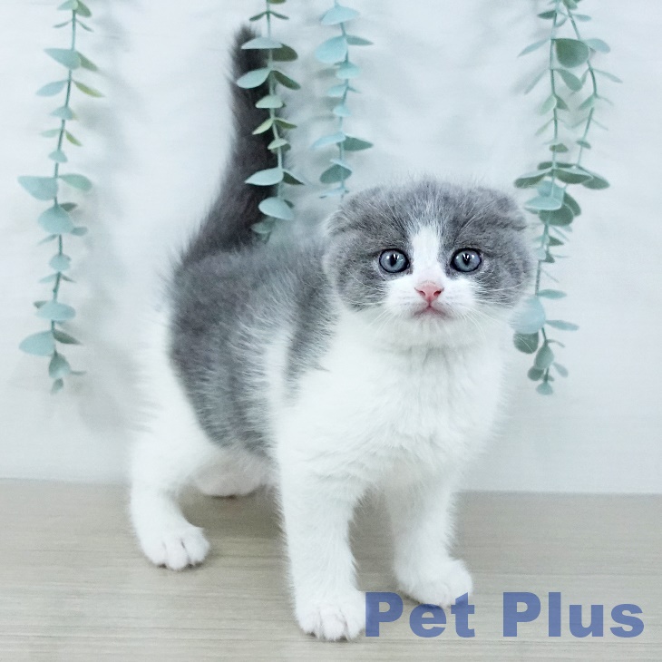 スコティッシュフォールド