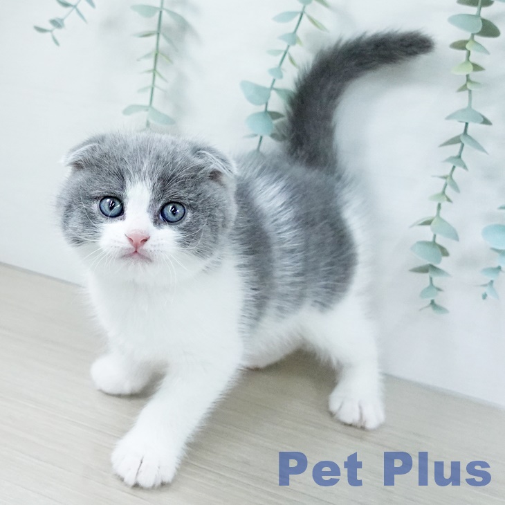 スコティッシュフォールドの写真2