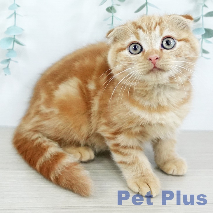 スコティッシュフォールド