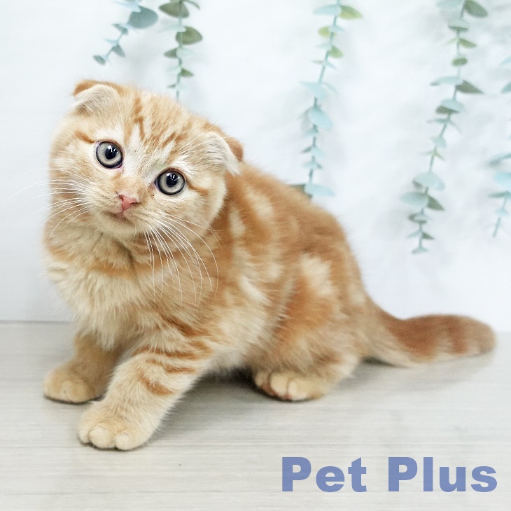 スコティッシュフォールドの写真2