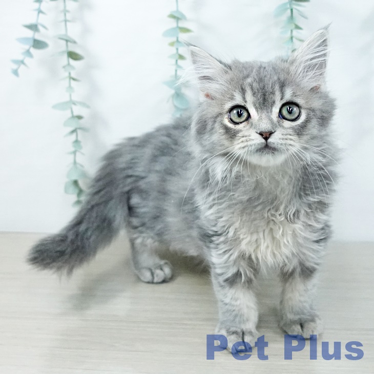 スコティッシュフォールド