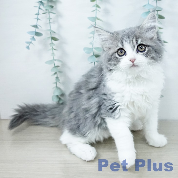 スコティッシュフォールド