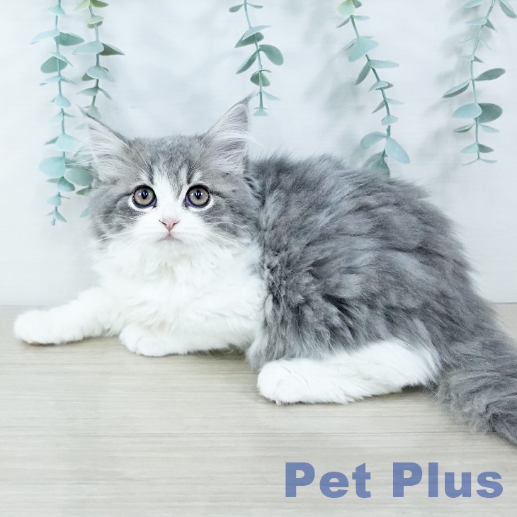 スコティッシュフォールドの写真2