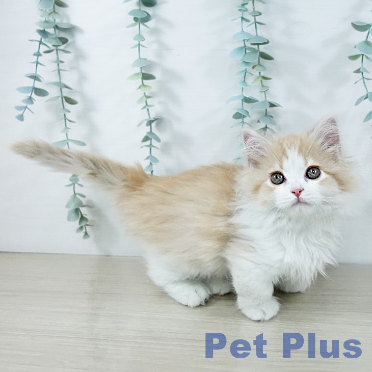 マンチカンの写真2