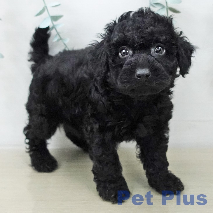 トイ・プードル