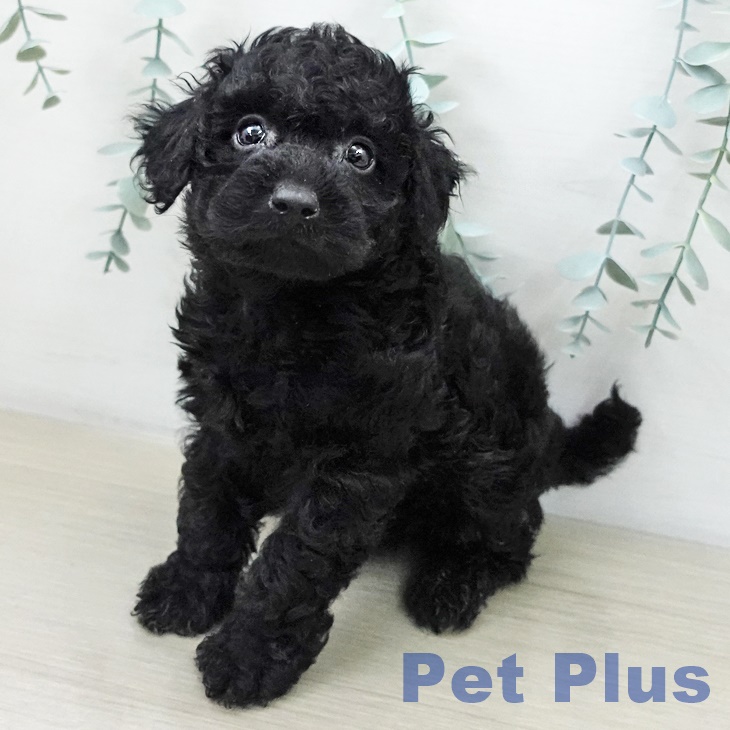 トイ・プードルの写真2