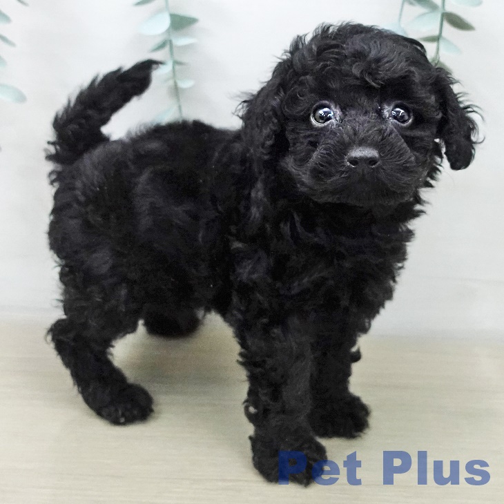 トイ・プードルの写真2