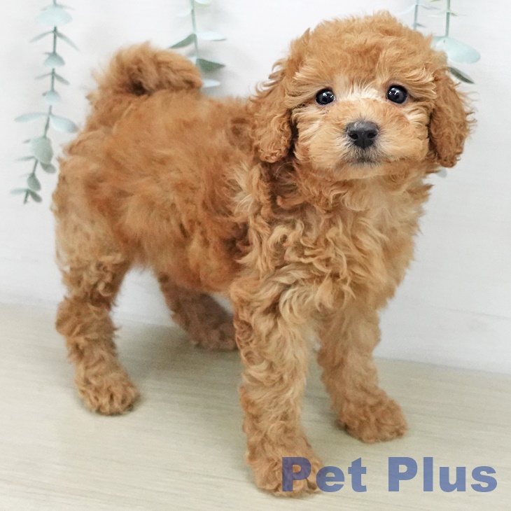 トイ・プードル