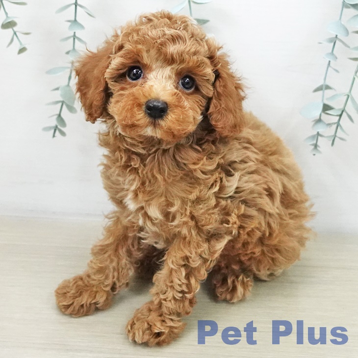 トイ・プードルの写真2