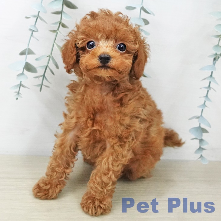 トイ・プードル