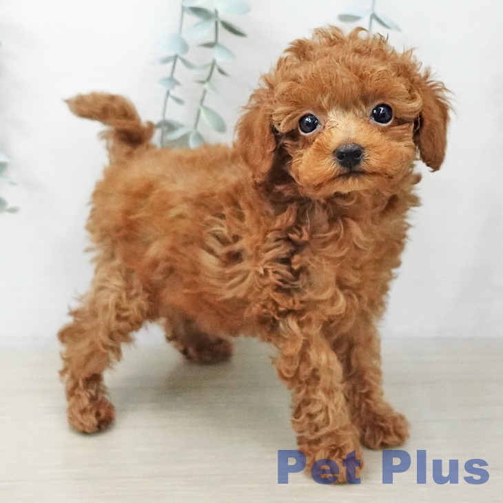 トイ・プードル