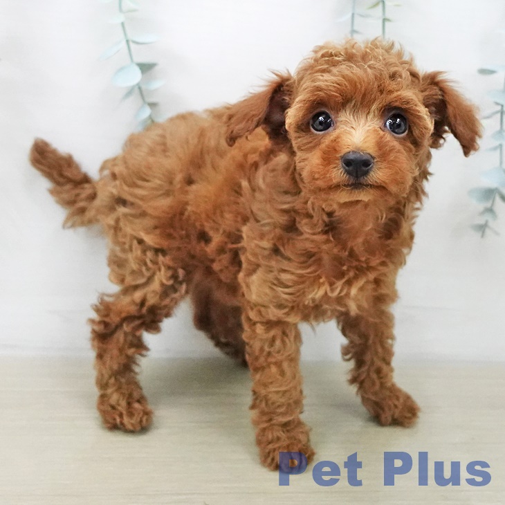 トイ・プードル