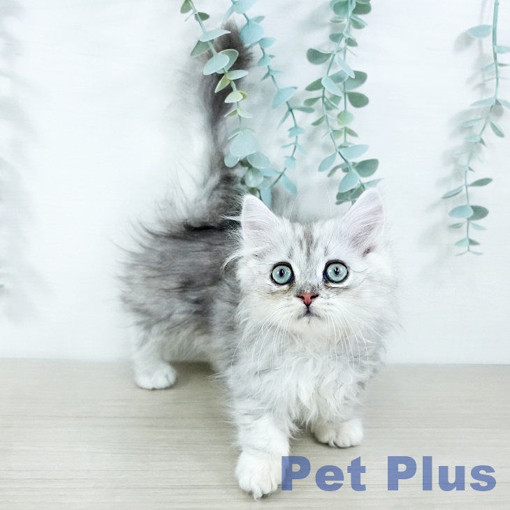 ミヌエットの写真2