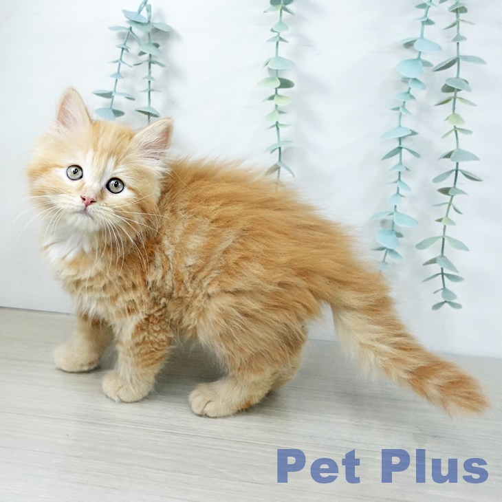 ミヌエットの写真2