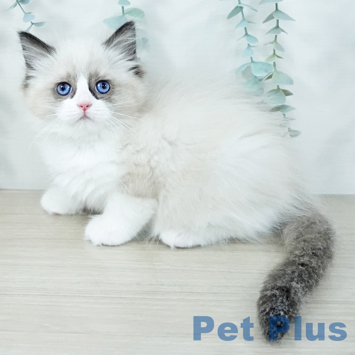 ラグドールの写真2