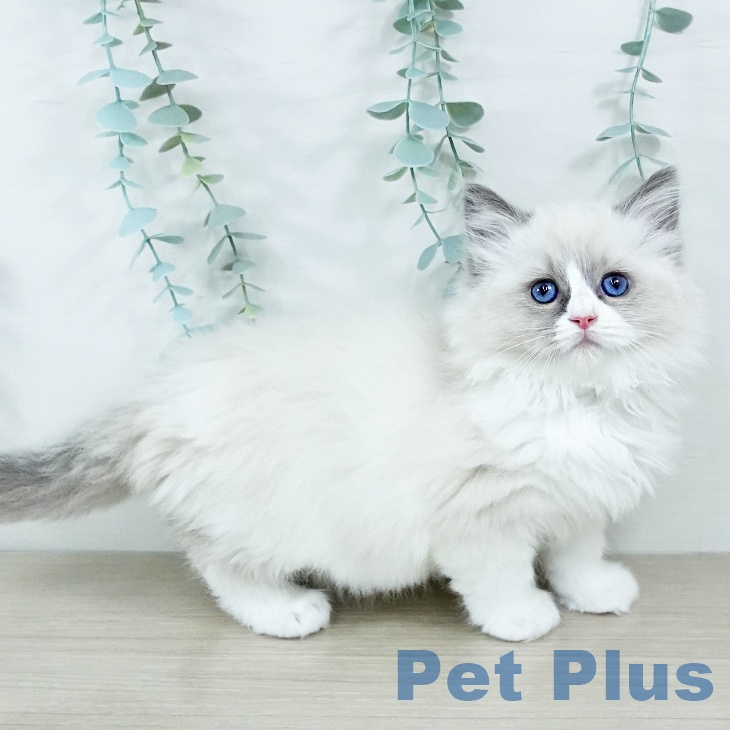 ラグドールの写真2