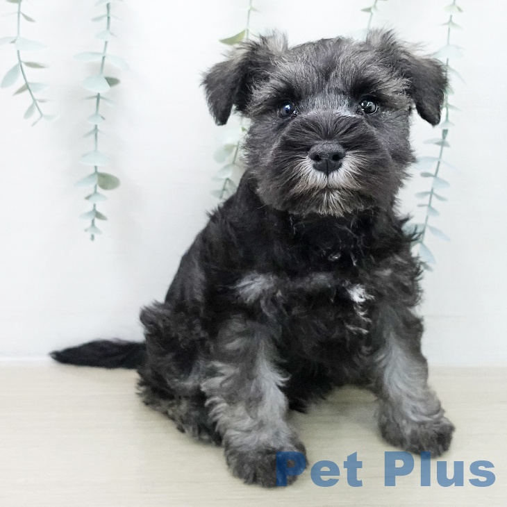 ミニチュア・シュナウザー