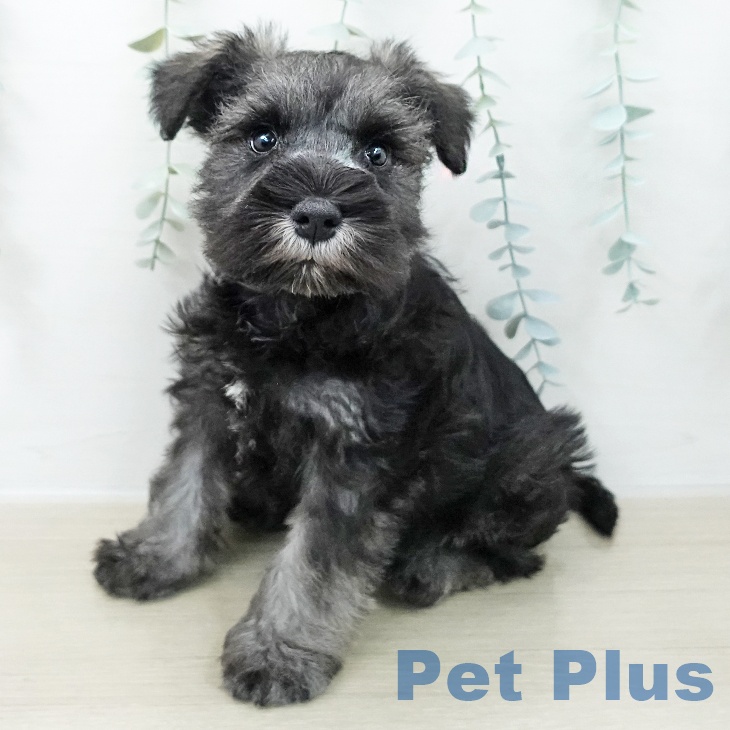 ミニチュア・シュナウザーの写真2