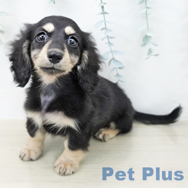 カニーンヘン・ダックスフンド