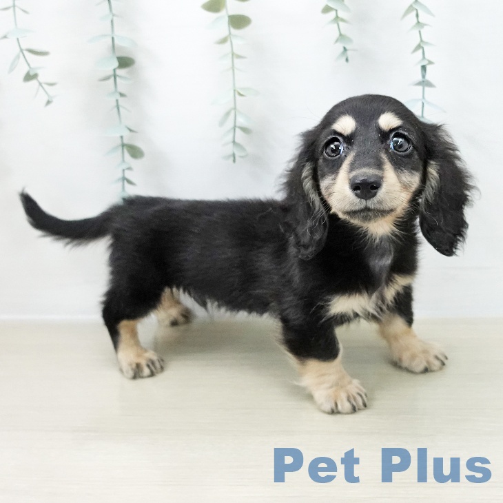 カニーンヘン・ダックスフンドの写真2