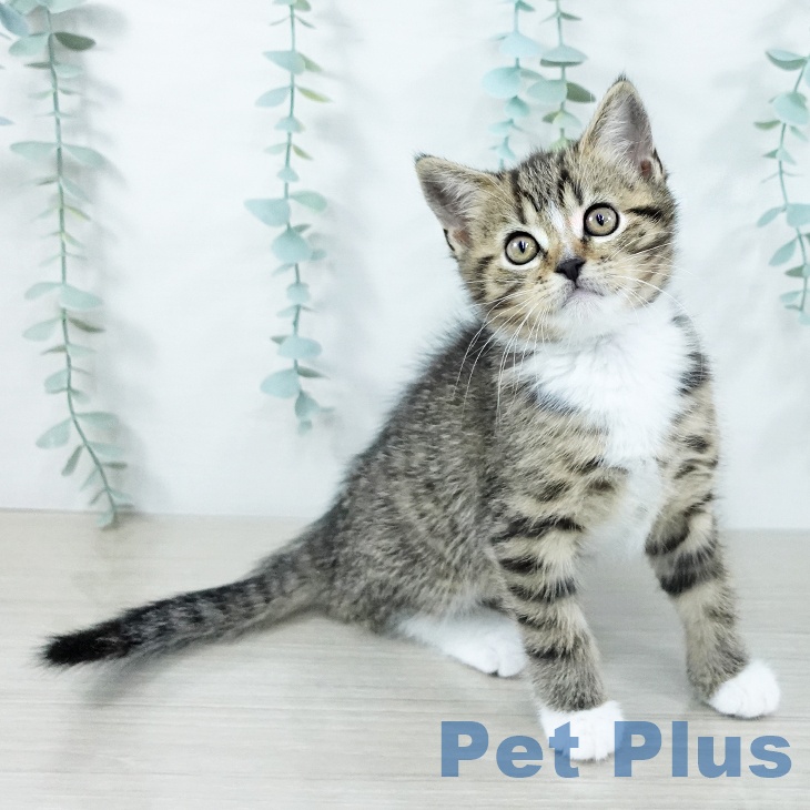 スコティッシュフォールド