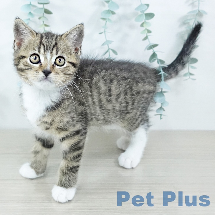 スコティッシュフォールド