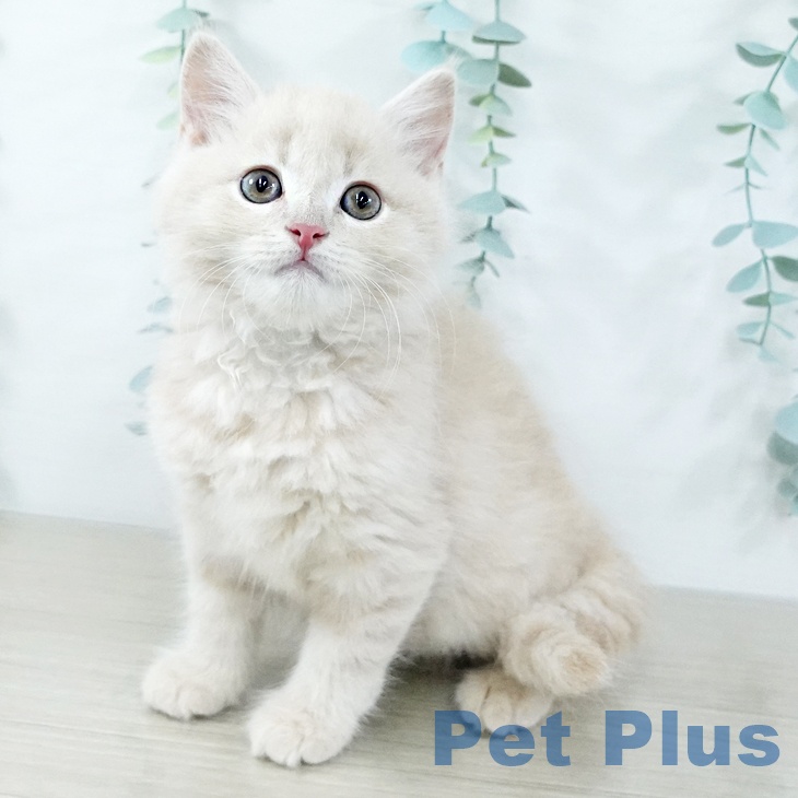 スコティッシュフォールド