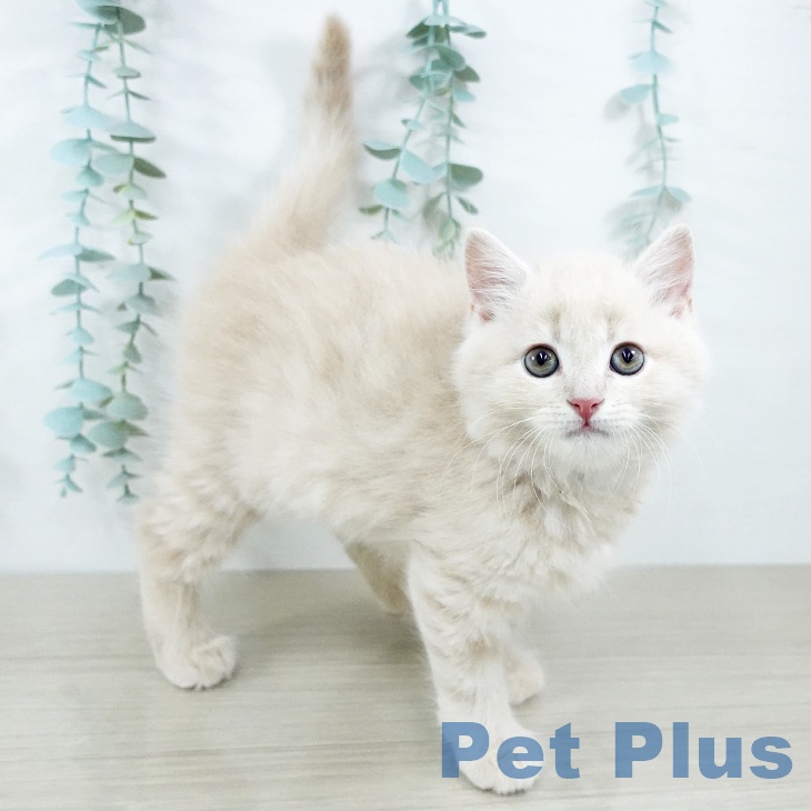 スコティッシュフォールド