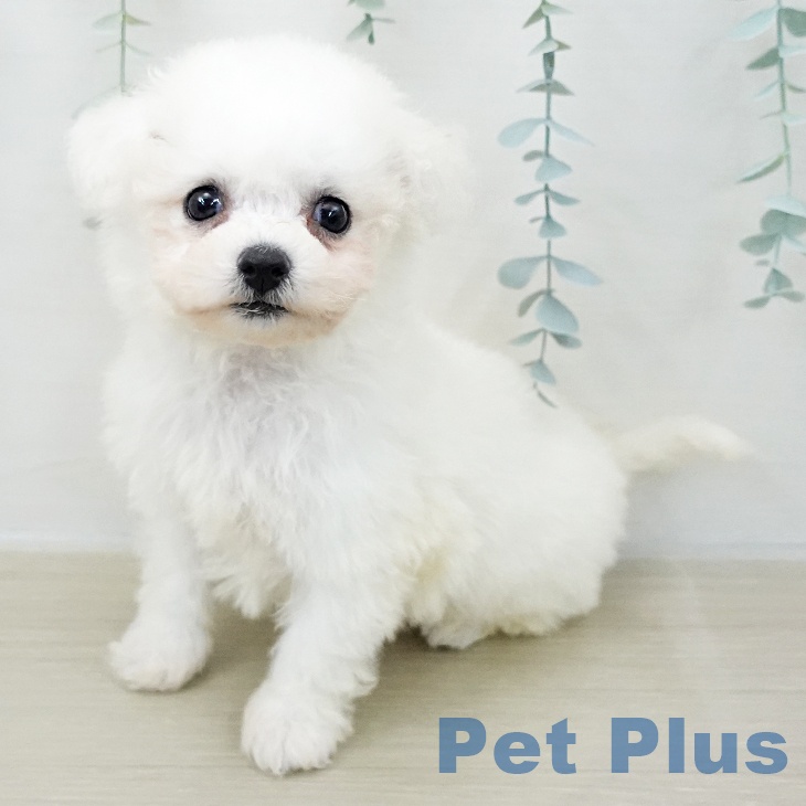 ビション・フリーゼ