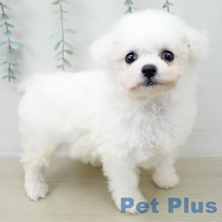 ビション・フリーゼの写真2