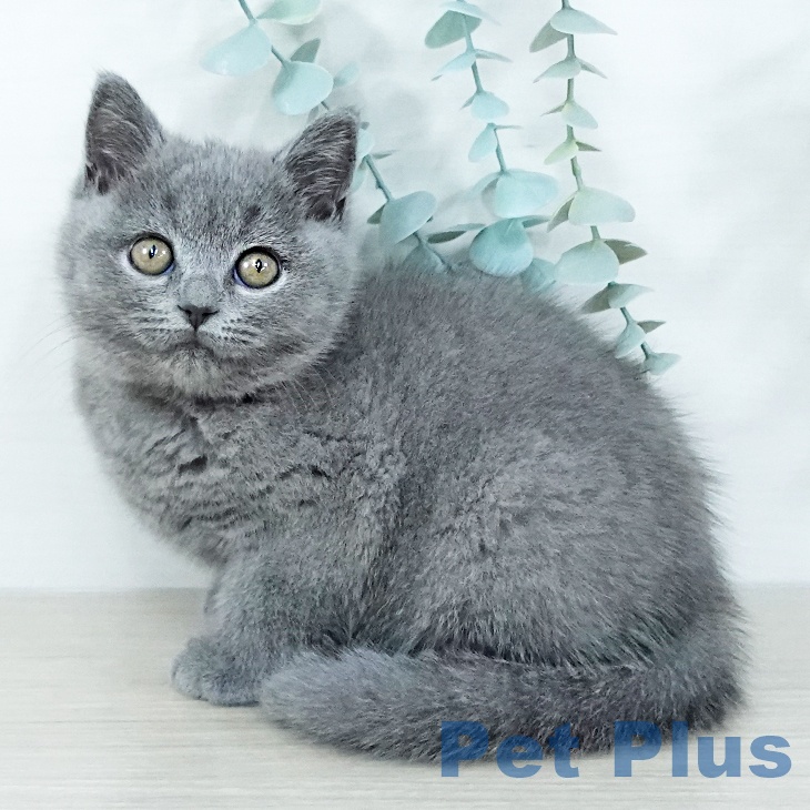 ブリティッシュショートヘア