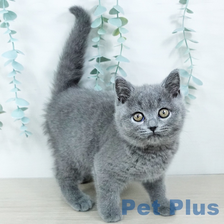 ブリティッシュショートヘア