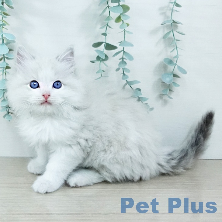 ラグドールの写真2