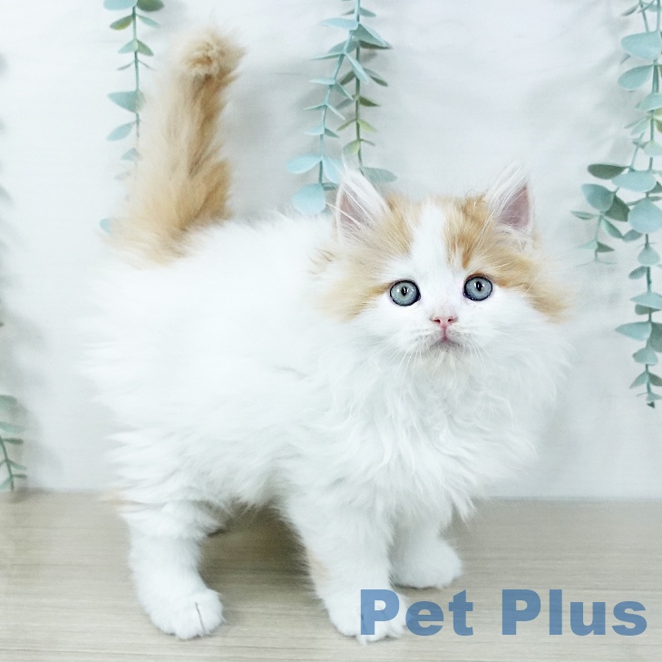 ラガマフィンの写真2