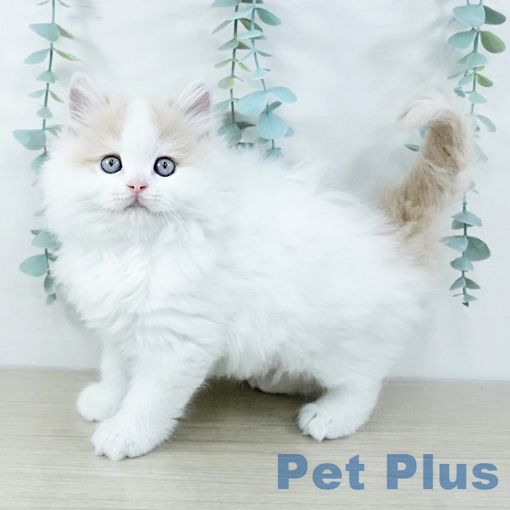 ラガマフィンの写真2