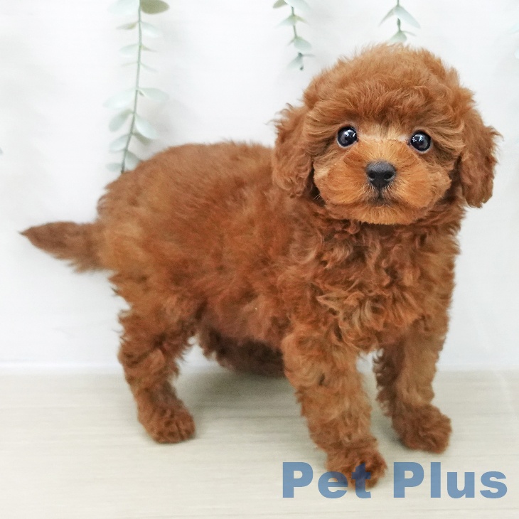 トイ・プードル