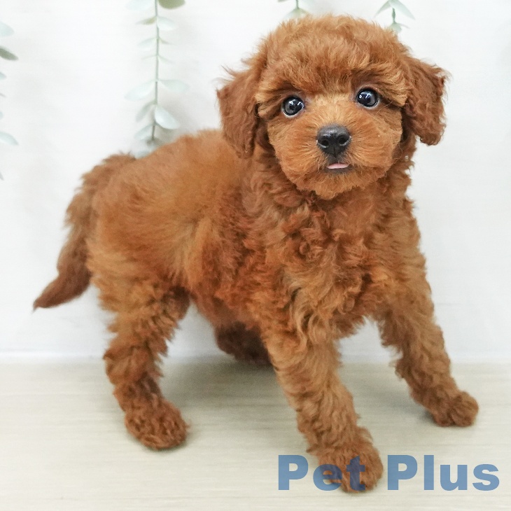 トイ・プードル