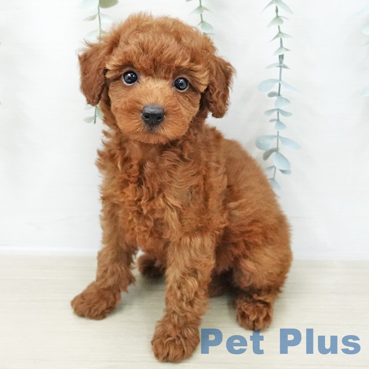 トイ・プードルの写真2