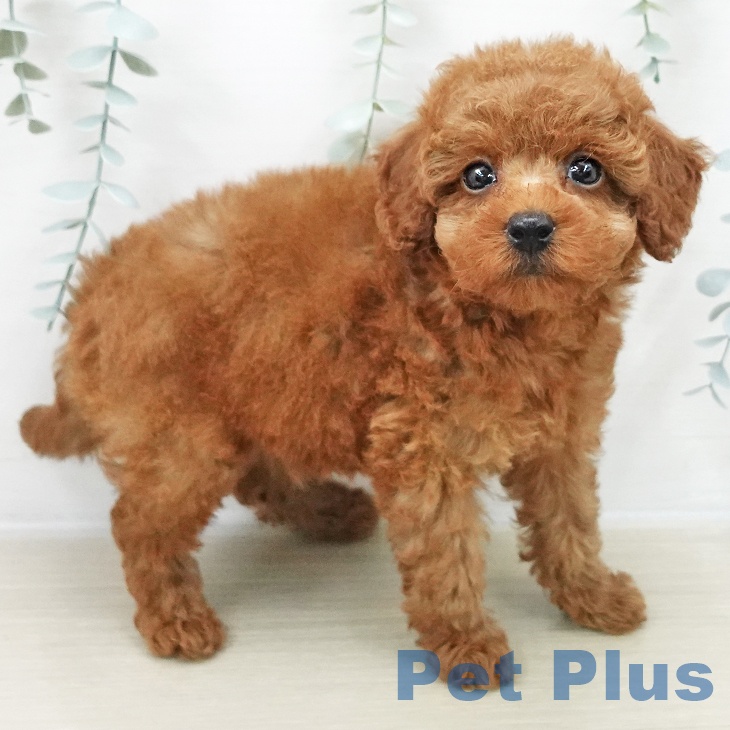 トイ・プードルの写真2