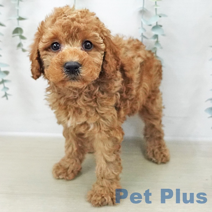 トイ・プードル