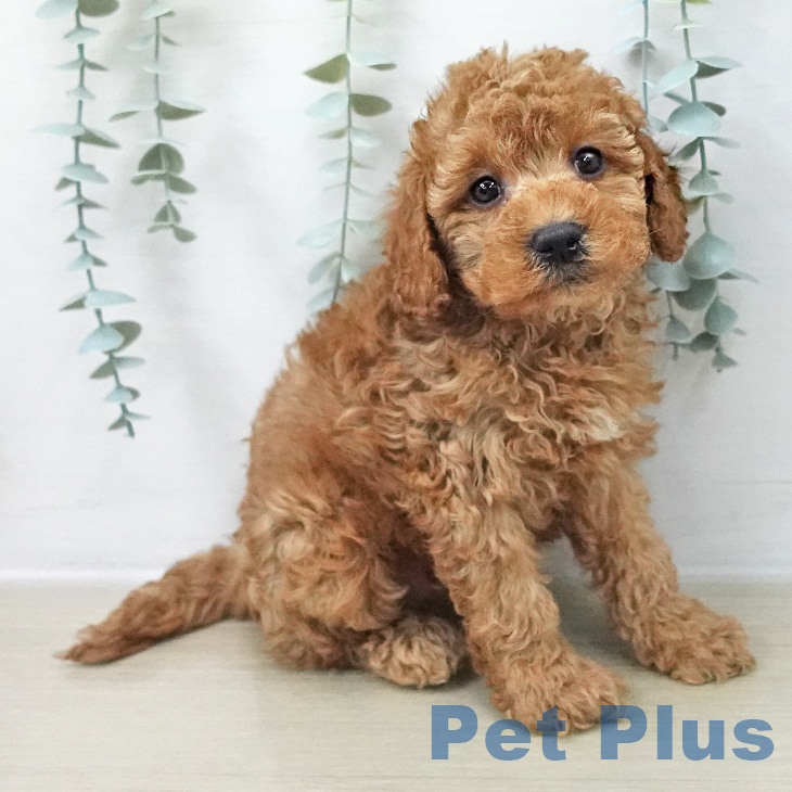 トイ・プードルの写真2