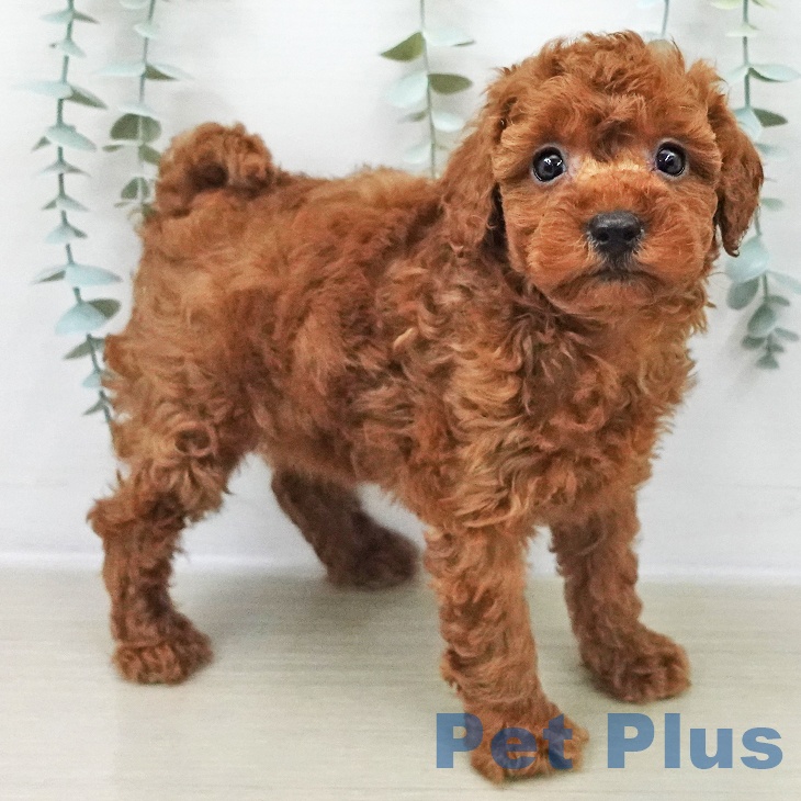 トイ・プードル